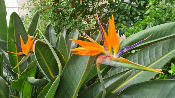 Image of Bird of paradise plant