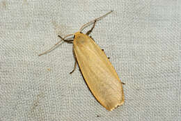 Image of buff footman