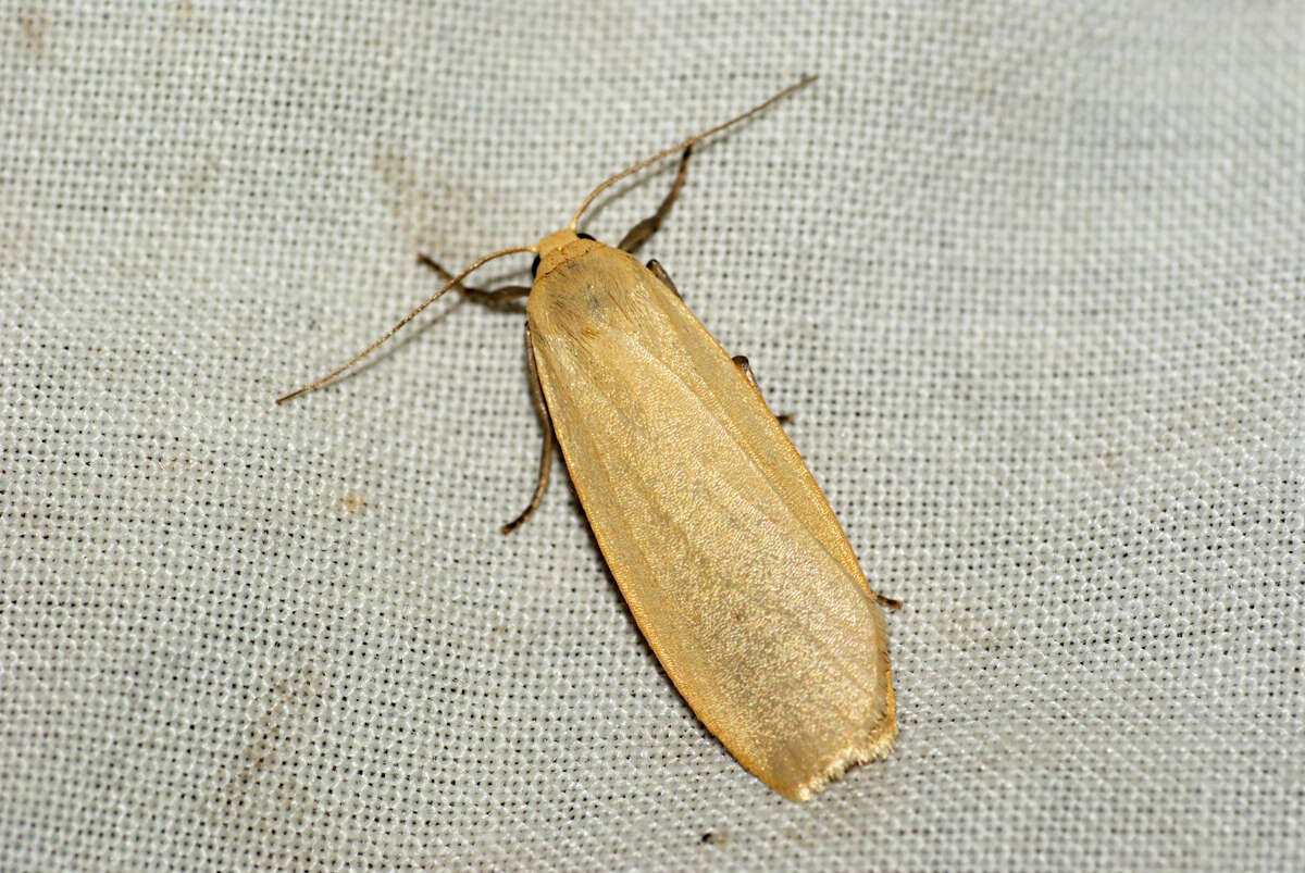 Image of buff footman