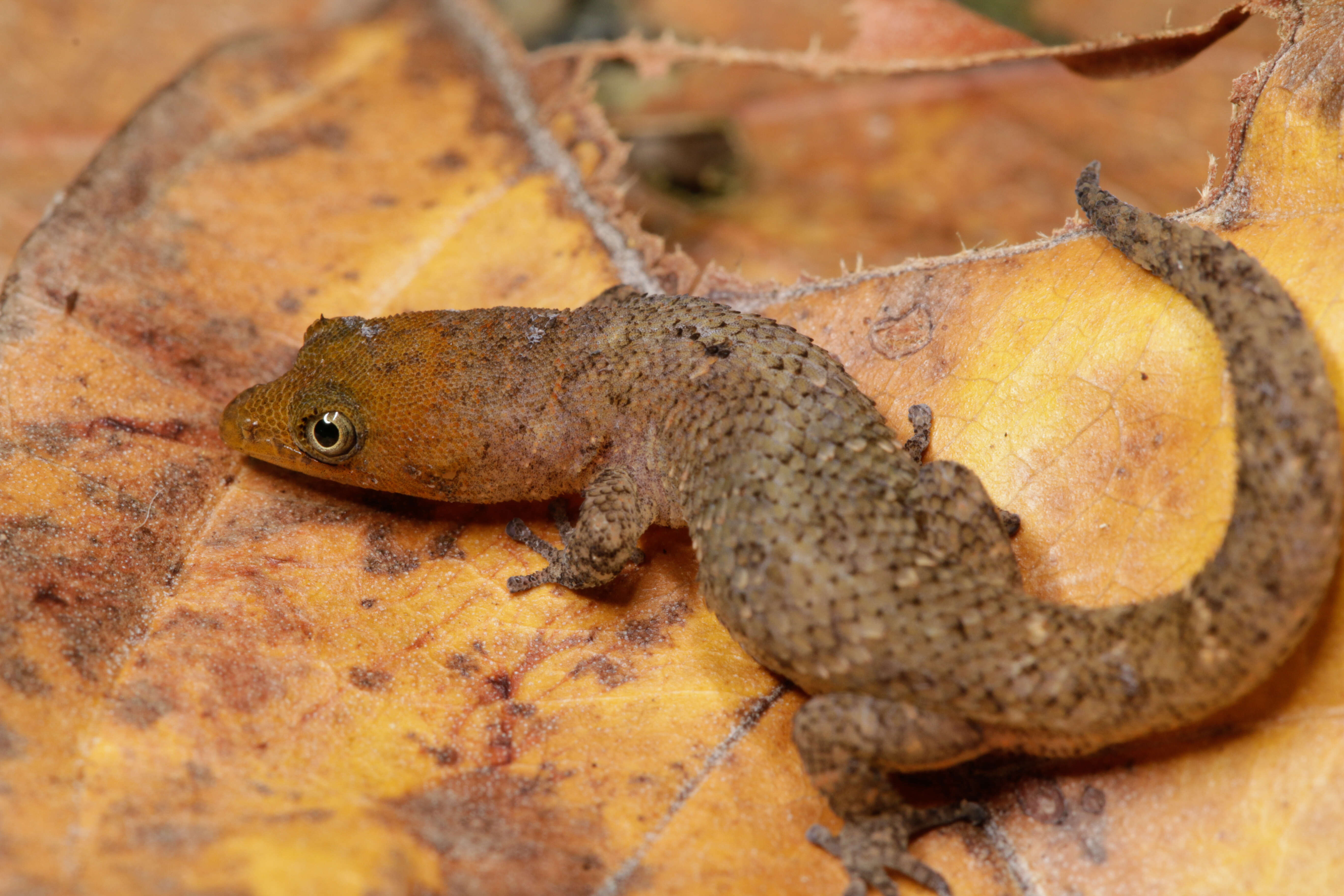 Sphaerodactylus epiurus Thomas 1993 resmi