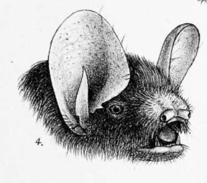 Image of Greater Tube-nosed Bat