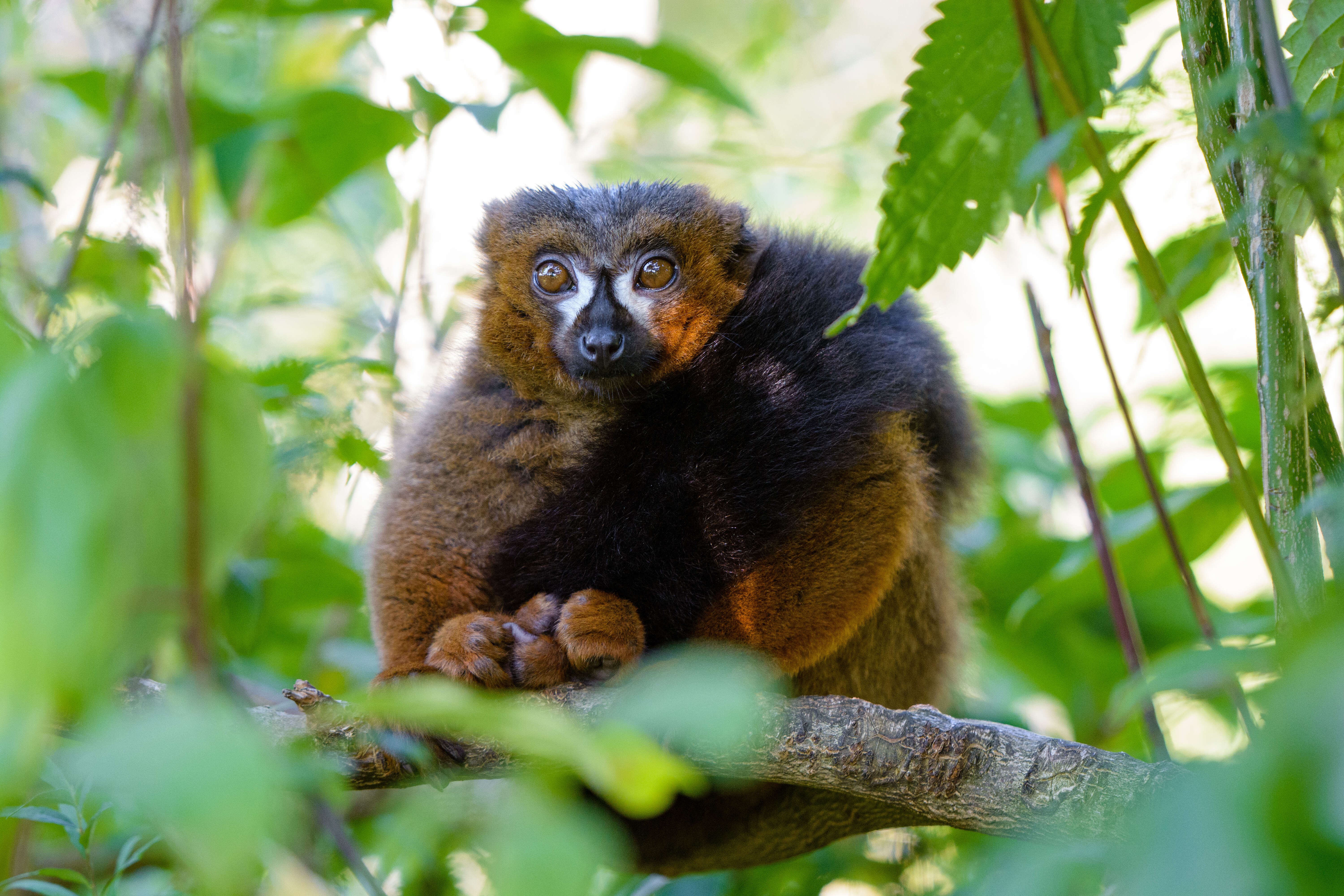 Image of Red-bellied Lemur