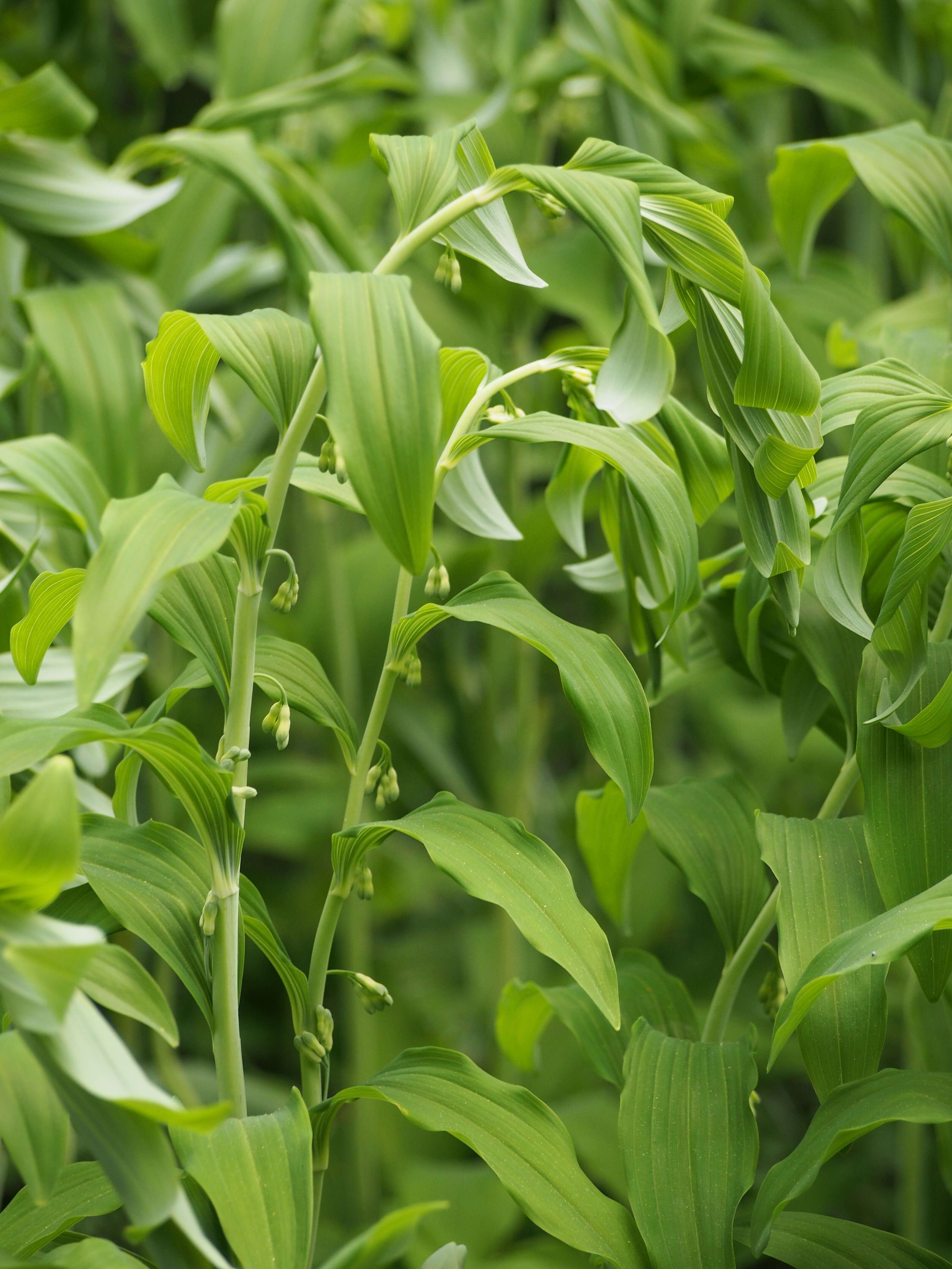 Image of Angular Solomon's Seal