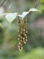 Image of Stachyurus praecox Sieb. & Zucc.