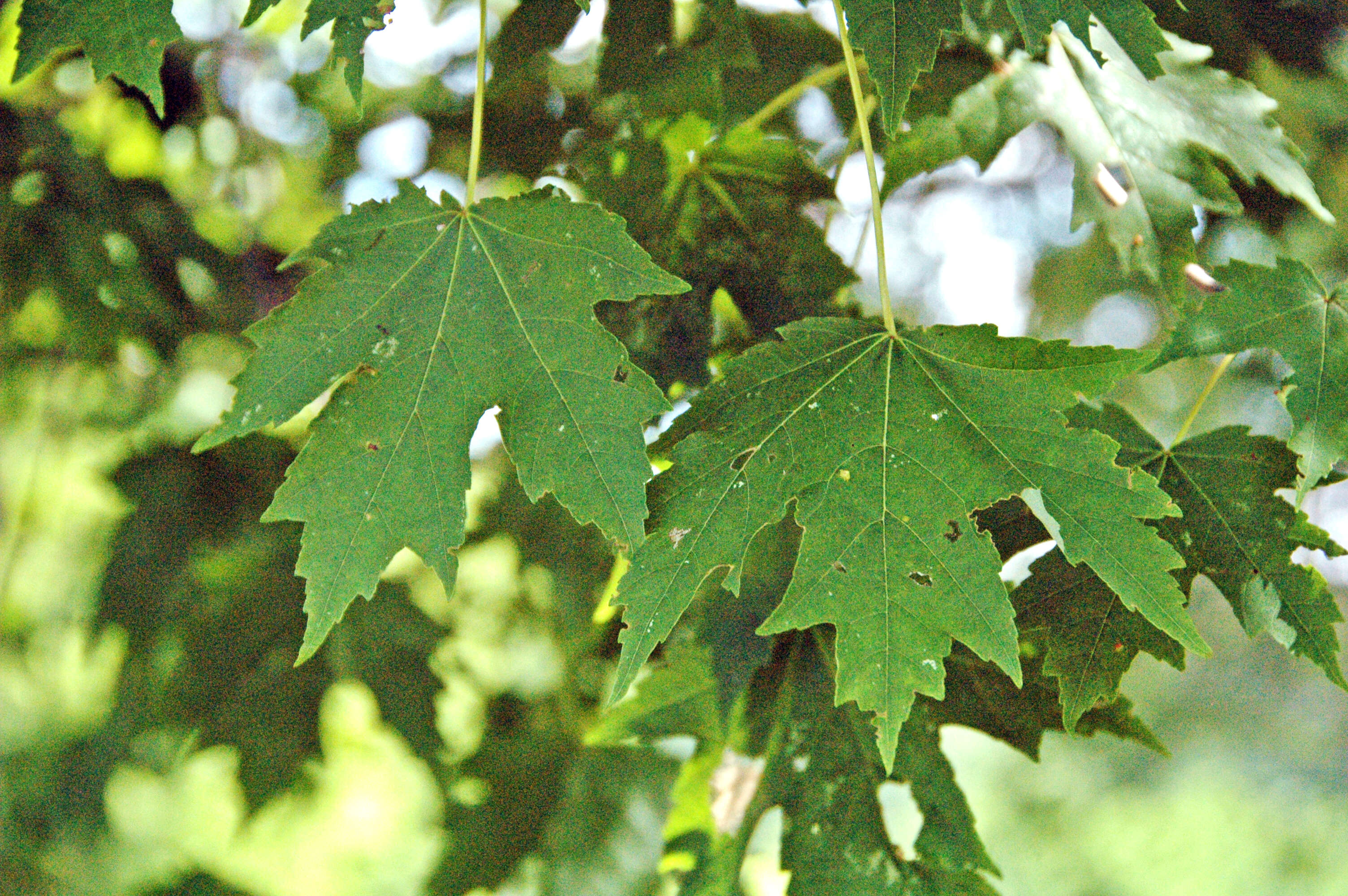 صورة Acer freemanii E. Murray