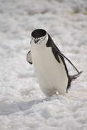 Image of Chinstrap Penguin