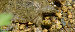 Image of Northern Chinese softshell turtle