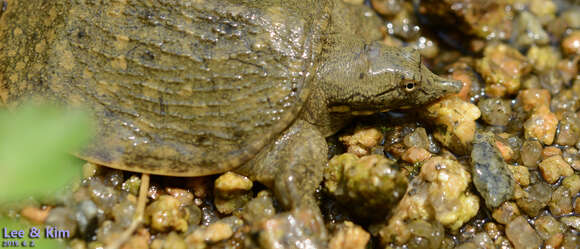 Image of Northern Chinese softshell turtle