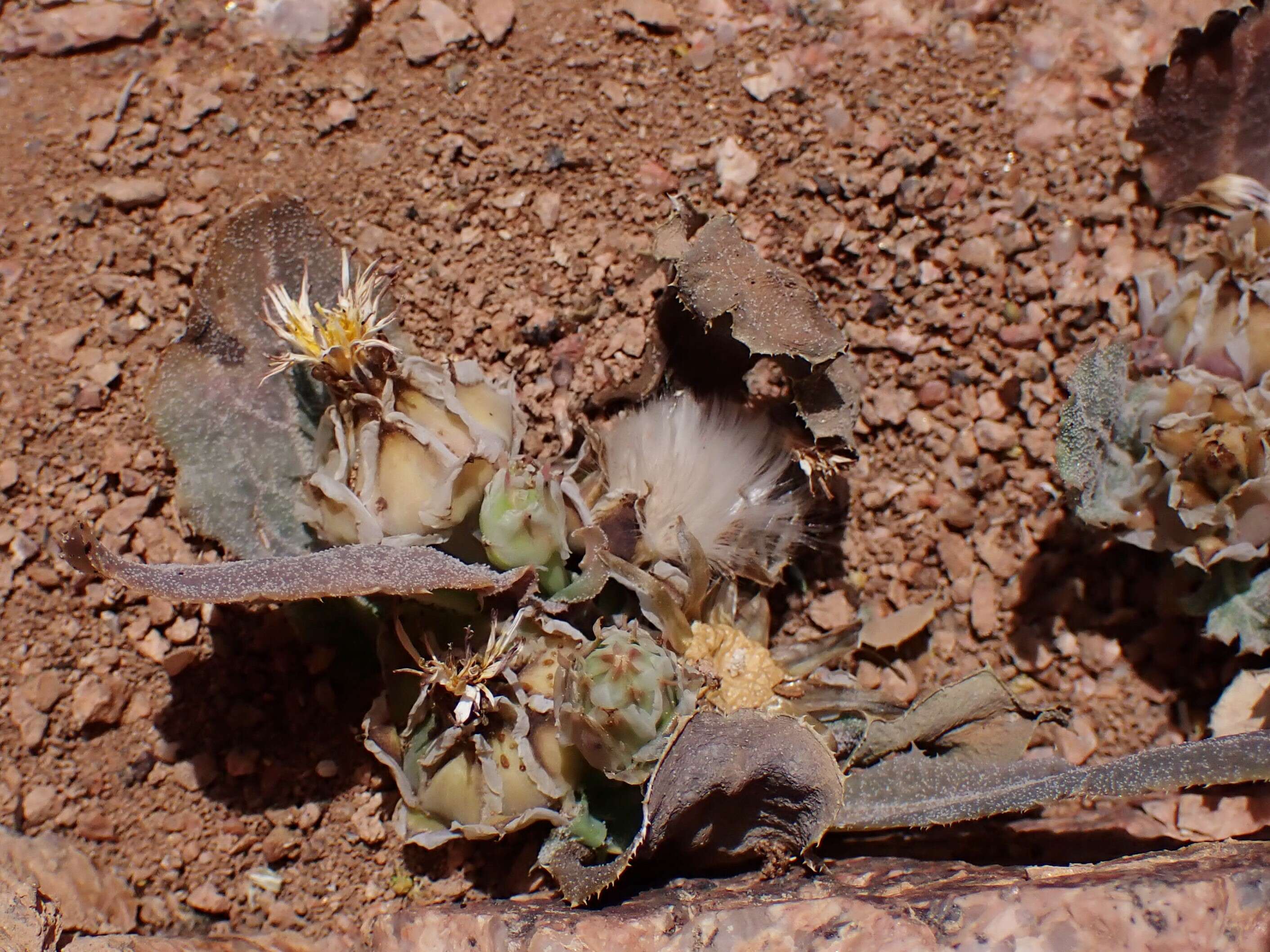 Image of False sowthistle