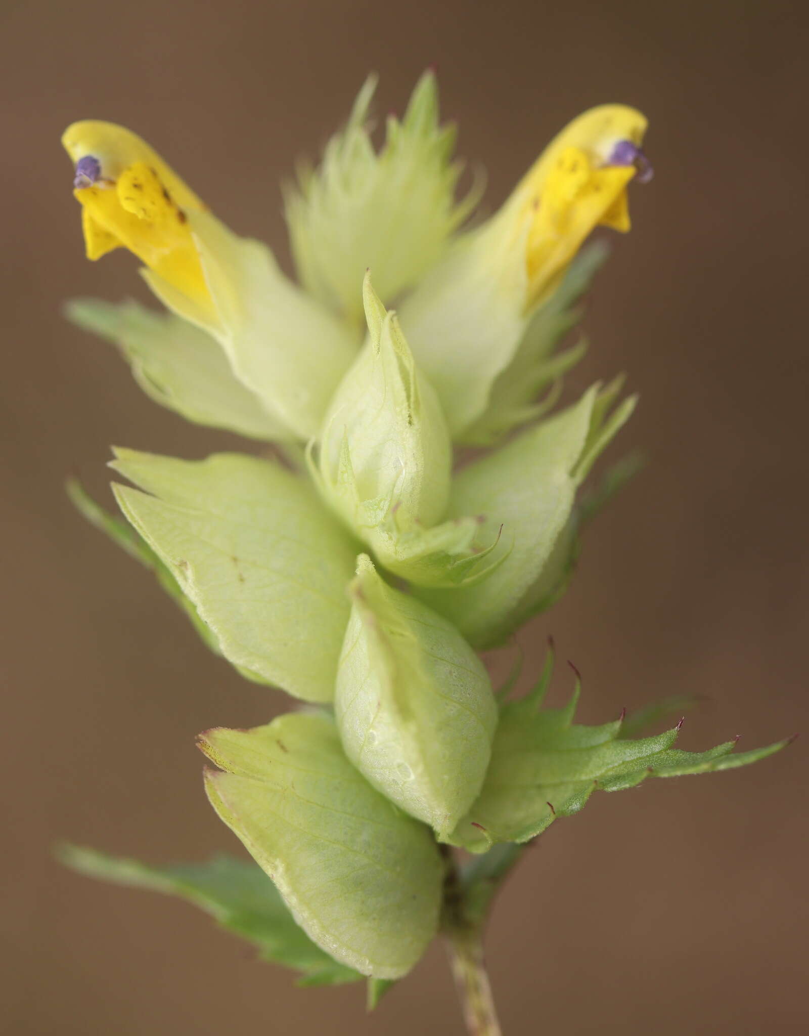 Image of late-flowering yellow rattle