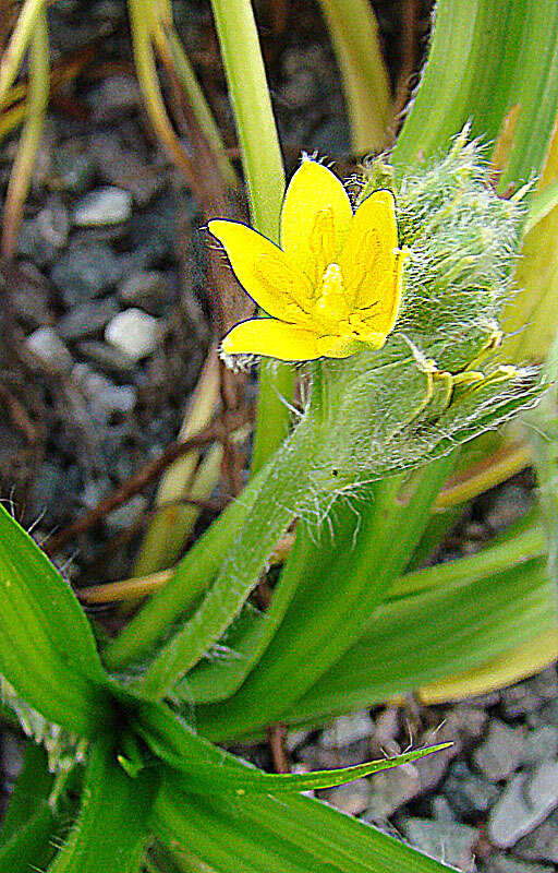 Sivun Hypoxis decumbens L. kuva