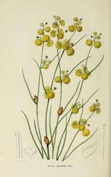 Image de Acacia squamata Lindl.