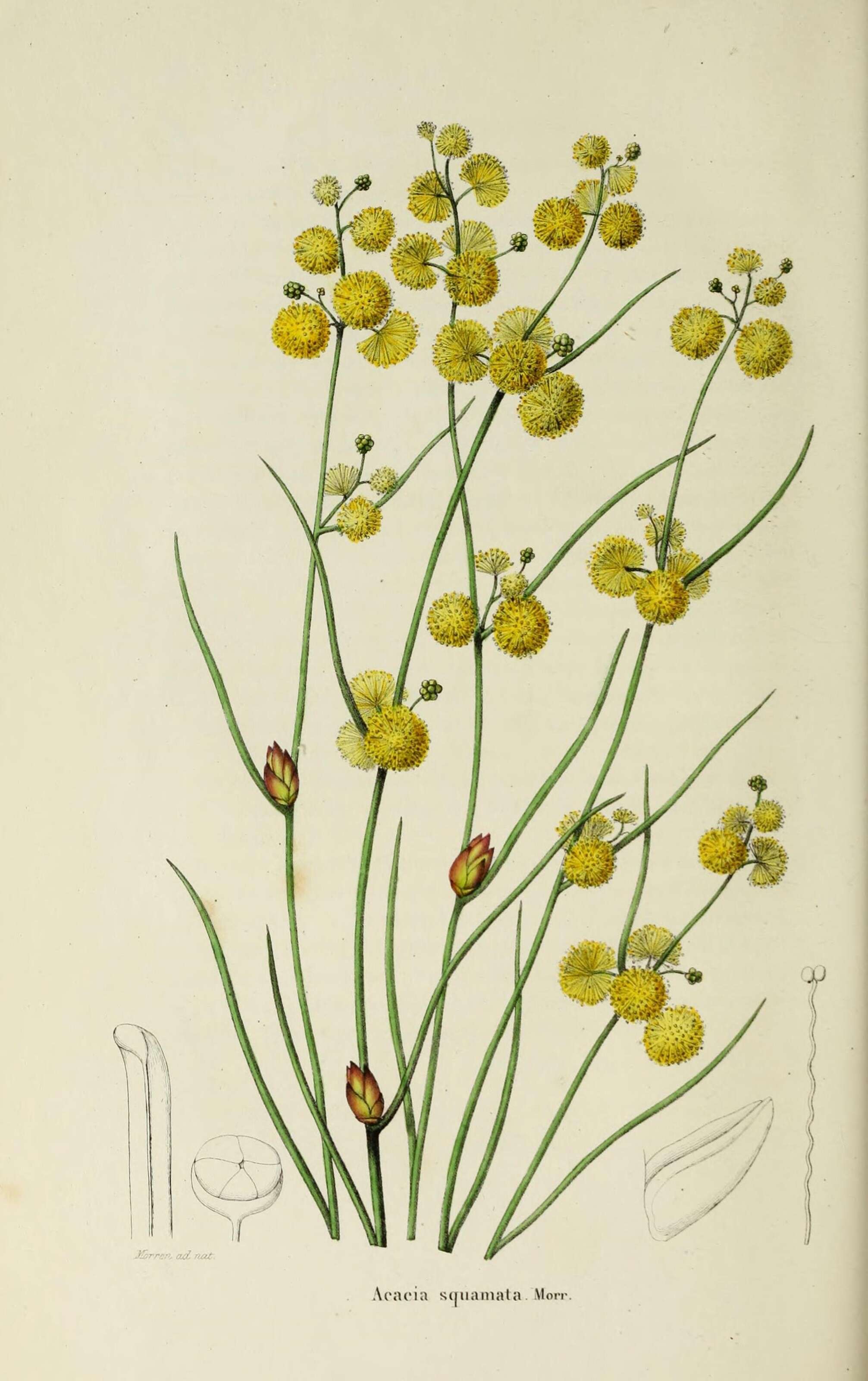Image of Acacia squamata Lindl.