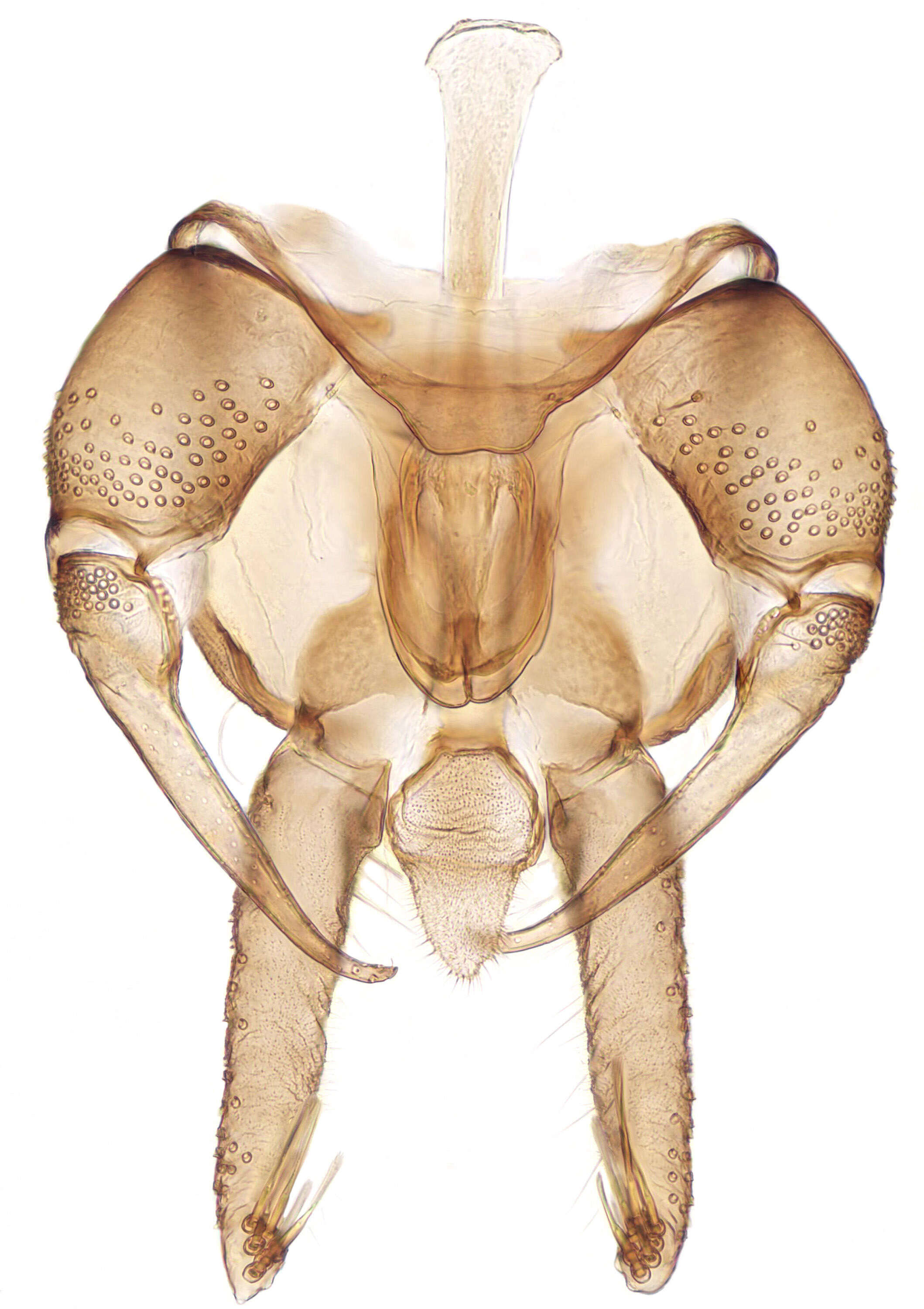 Image of moth flies and sand flies