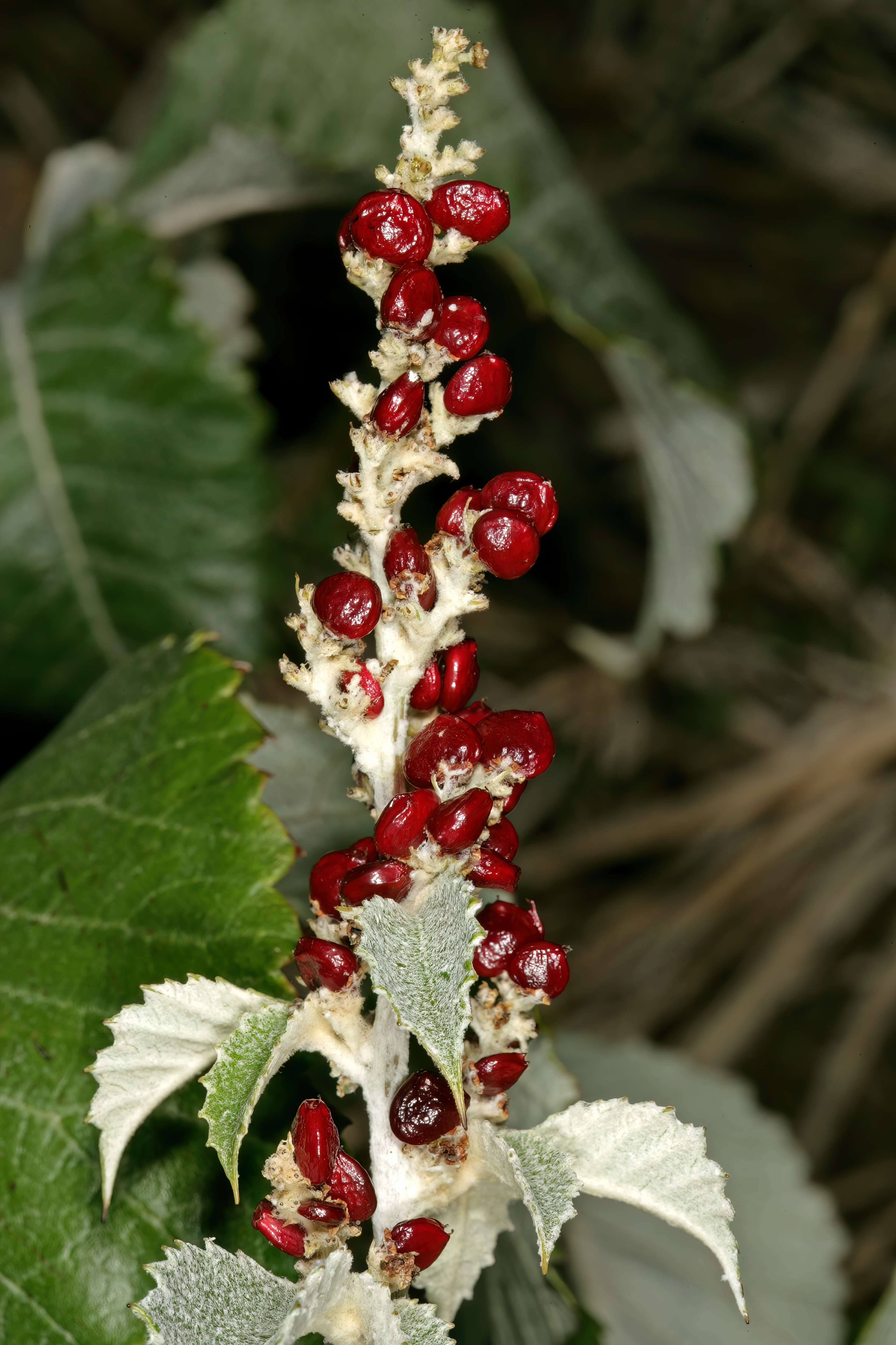 Image of Searsia batophylla (Codd) Moffett