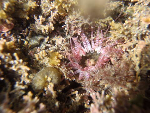 Image of Anthopleura rosea (Stuckey & Walton 1910)