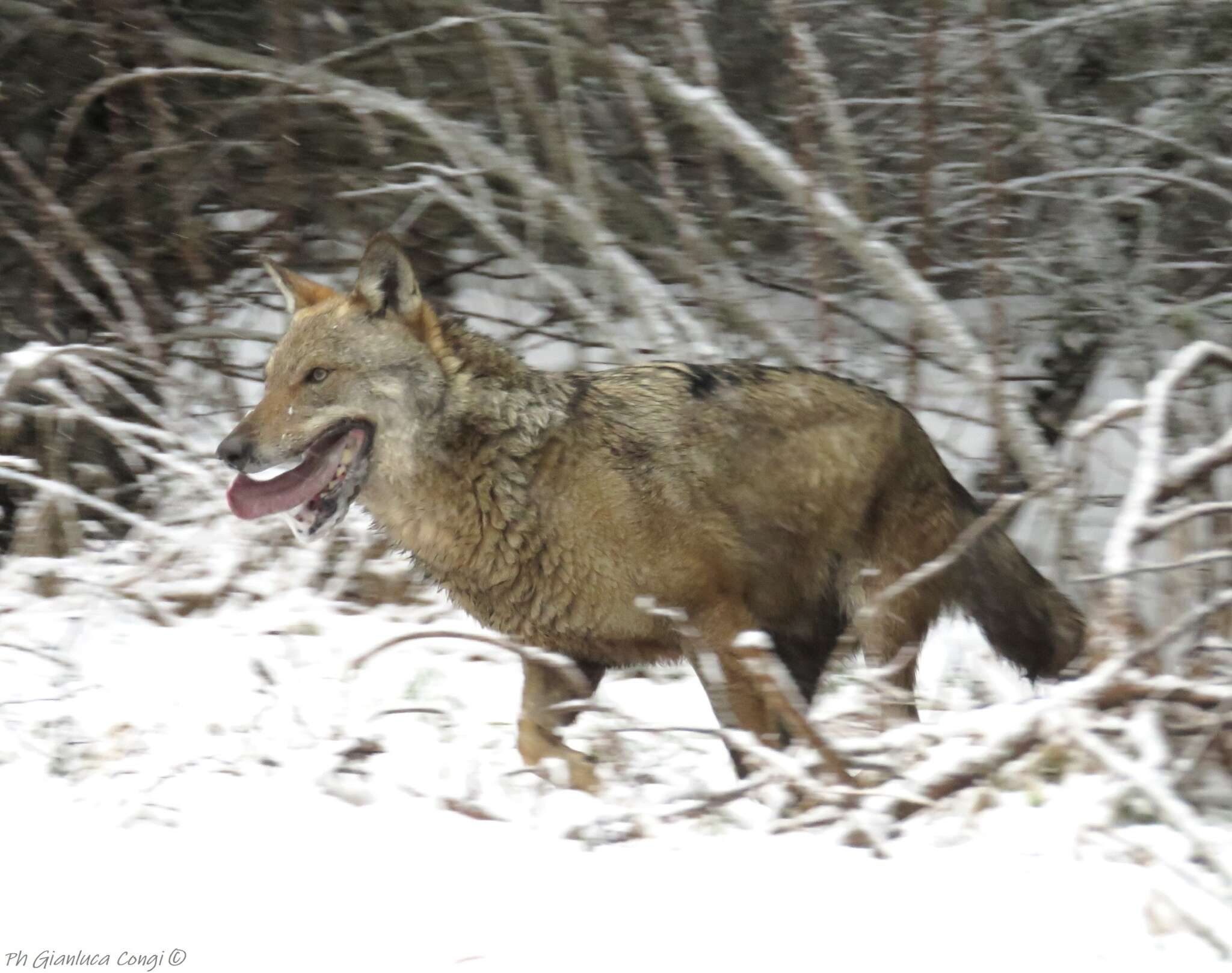 Imagem de Canis lupus italicus