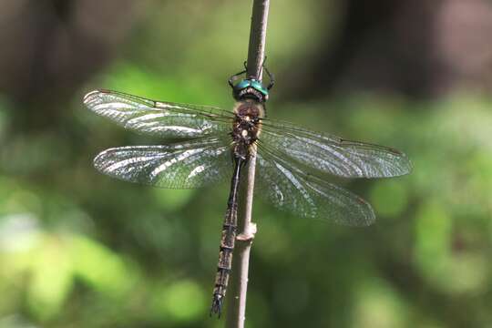 Image of Forcipate Emerald