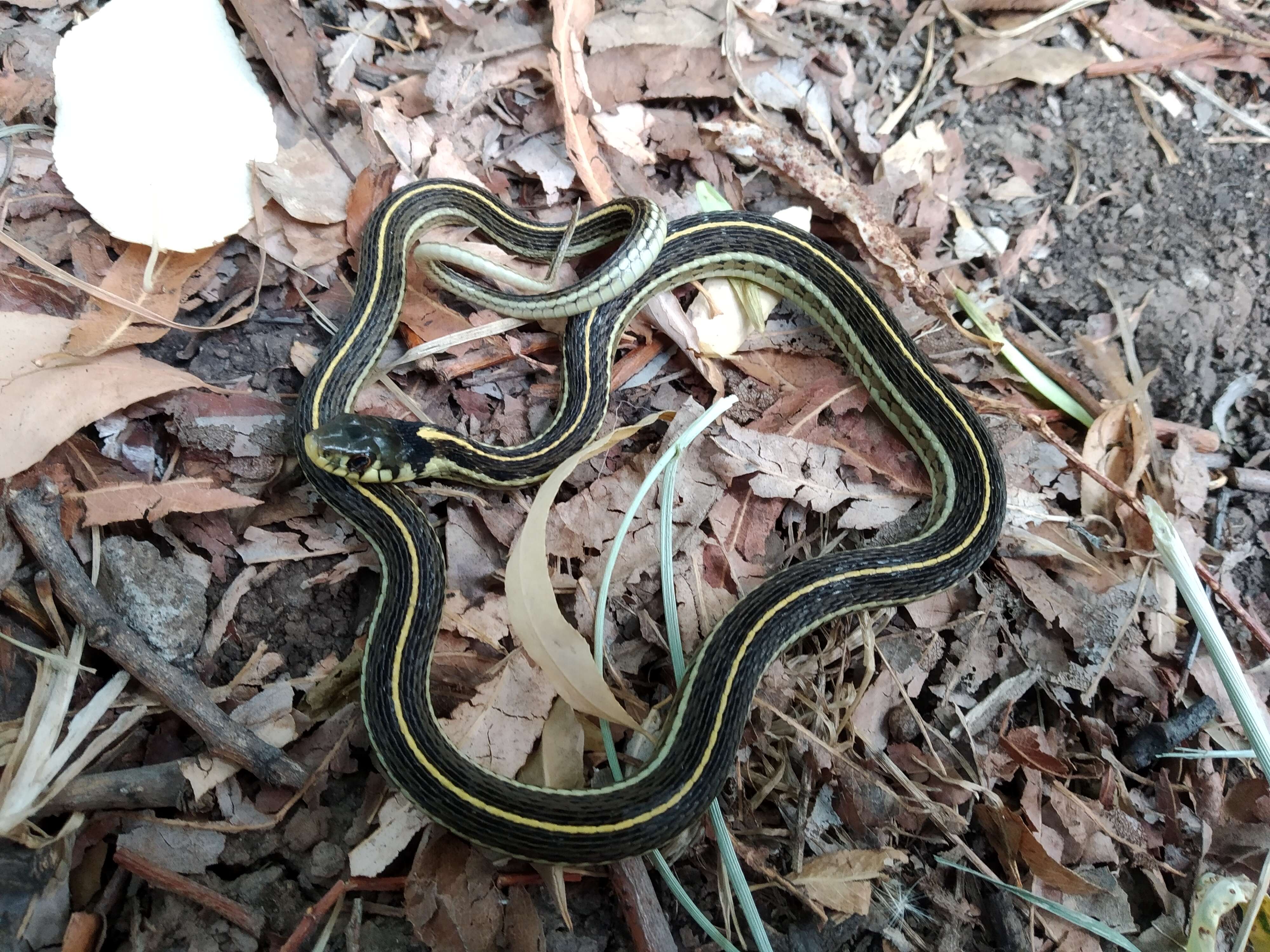 Thamnophis pulchrilatus (Cope 1885)的圖片