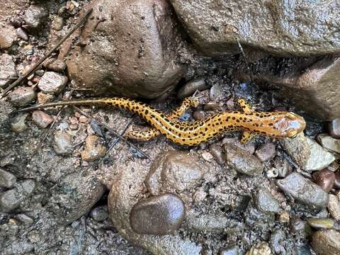 Image of Longtail Salamander