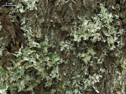 Image of Varied Rag Lichen