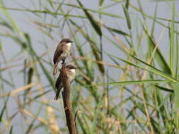 Image of Swamp Alseonax