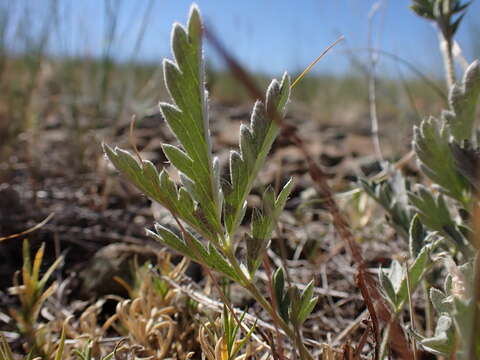 Image of woolly cinquefoil