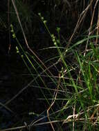 Image of Ryegrass sedge