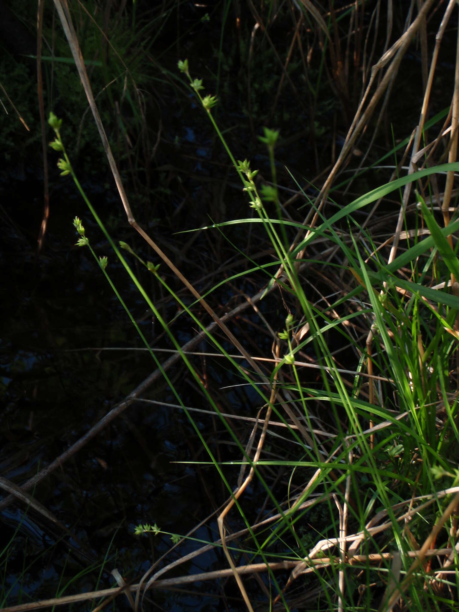 Image of Ryegrass sedge