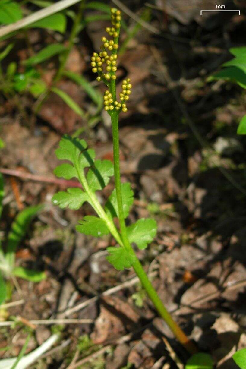 Image of northern moonwort