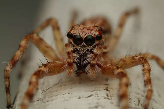 Image of Bronze Hopper