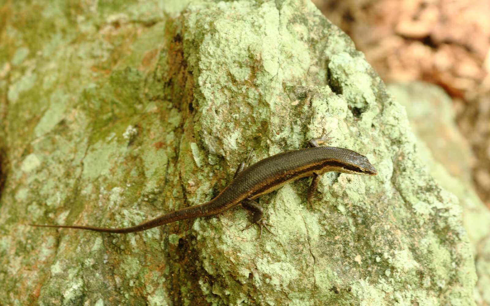 Imagem de Trachylepis seychellensis