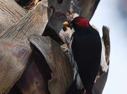 Image of Acorn Woodpecker