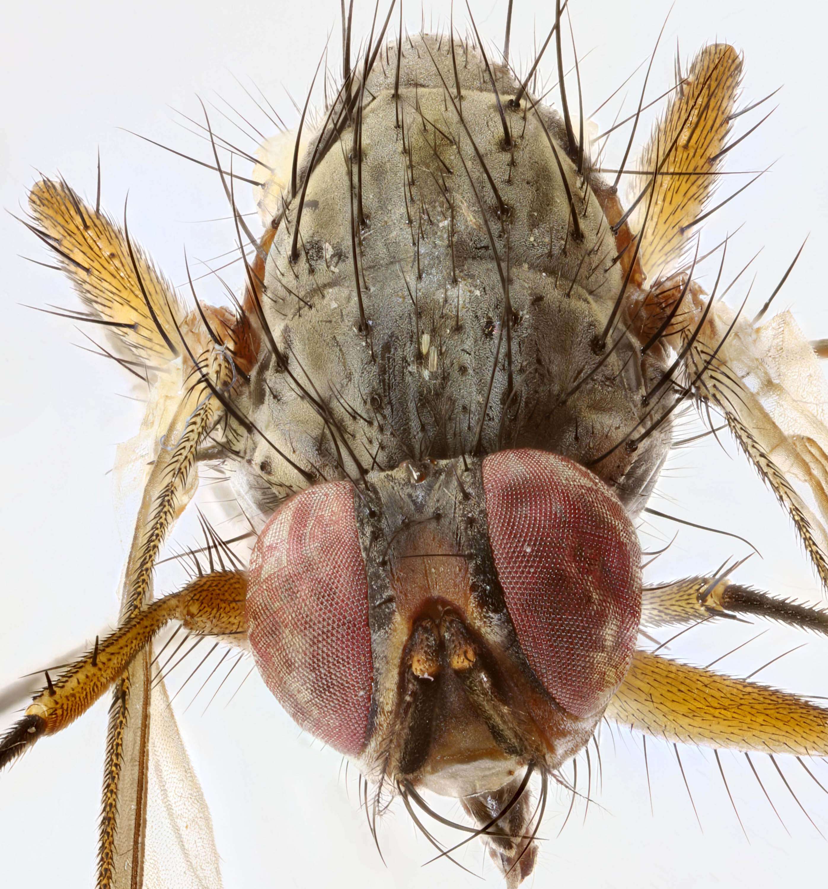 Image of root-maggot flies