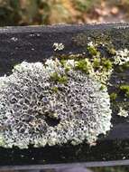 Image of rosette lichen