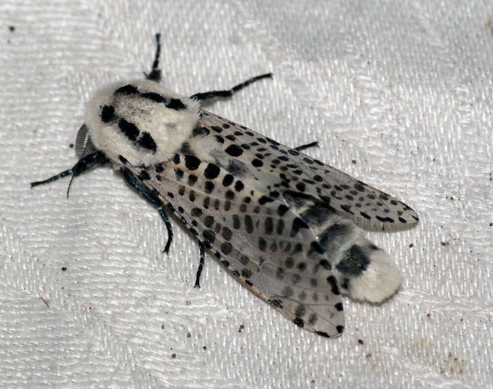 Image of leopard moth