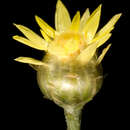 Image of Coronidium glutinosum (Hook.) Paul G. Wilson