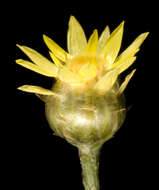 Image of Coronidium glutinosum (Hook.) Paul G. Wilson