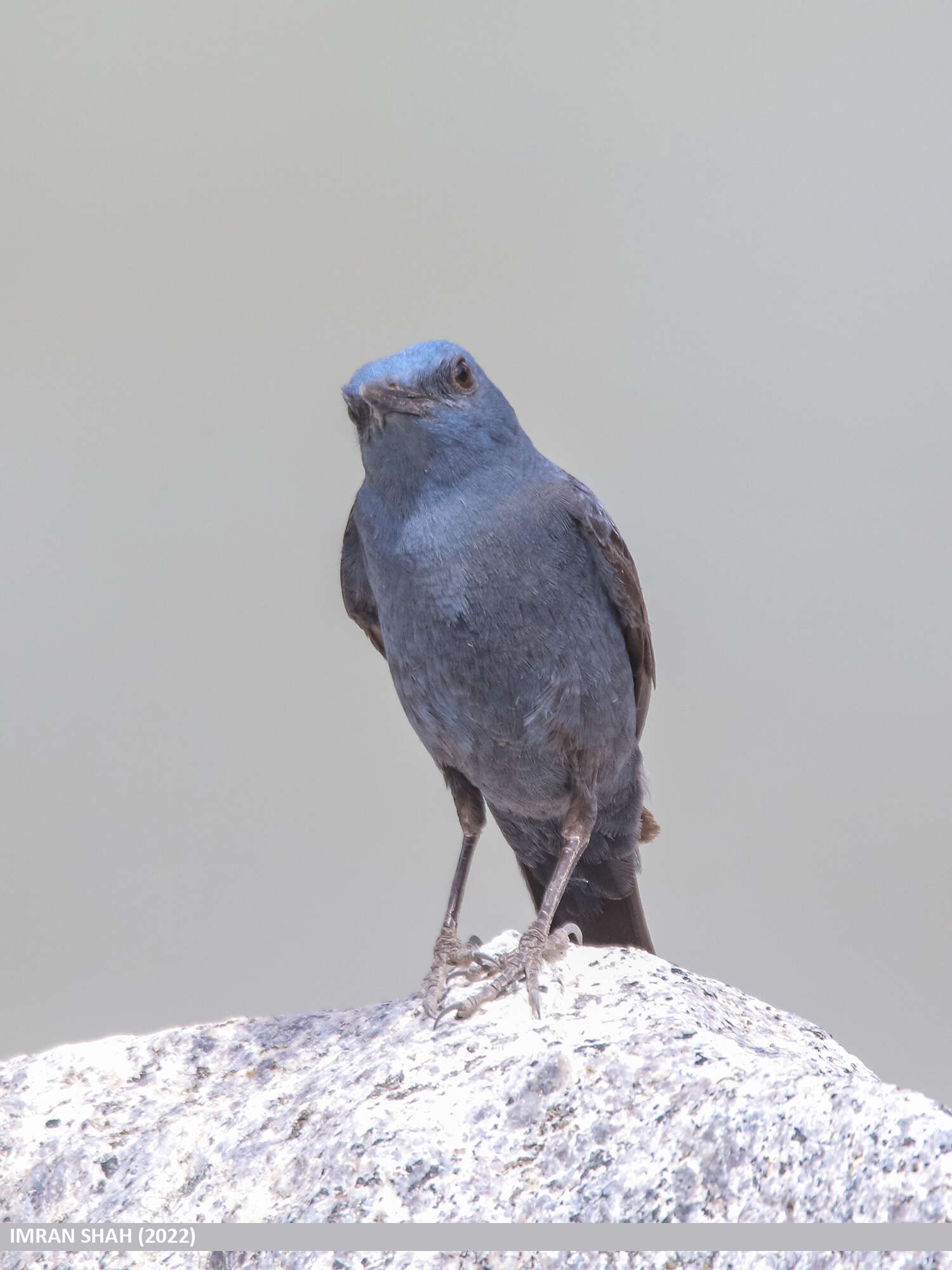 Imagem de Melro-azul