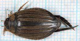 Image of Grooved Diving Beetle