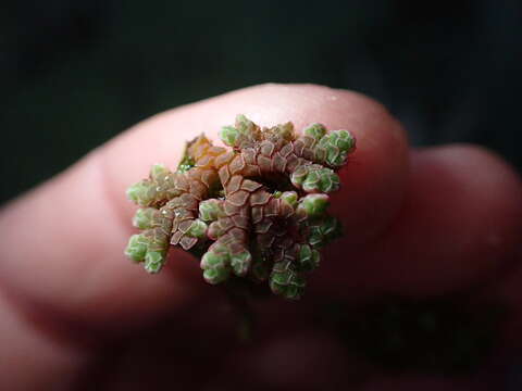 Image of Azolla rubra R. Br.