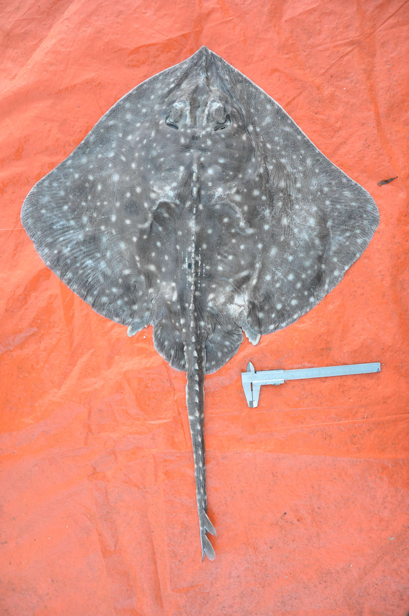 Image of White-dotted skate