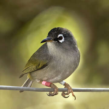 Image of Mauritius Olive White-eye