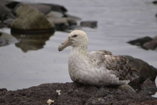 Image of Antarctic Giant-Petrel