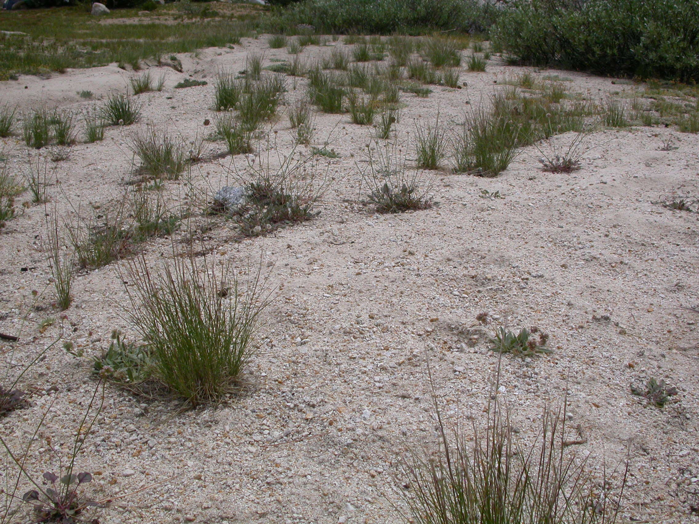 Image of western needlegrass