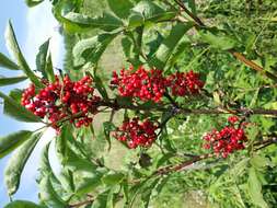 Imagem de Sambucus racemosa L.