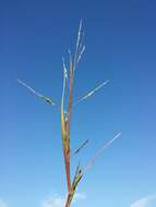 Image of fall panicgrass