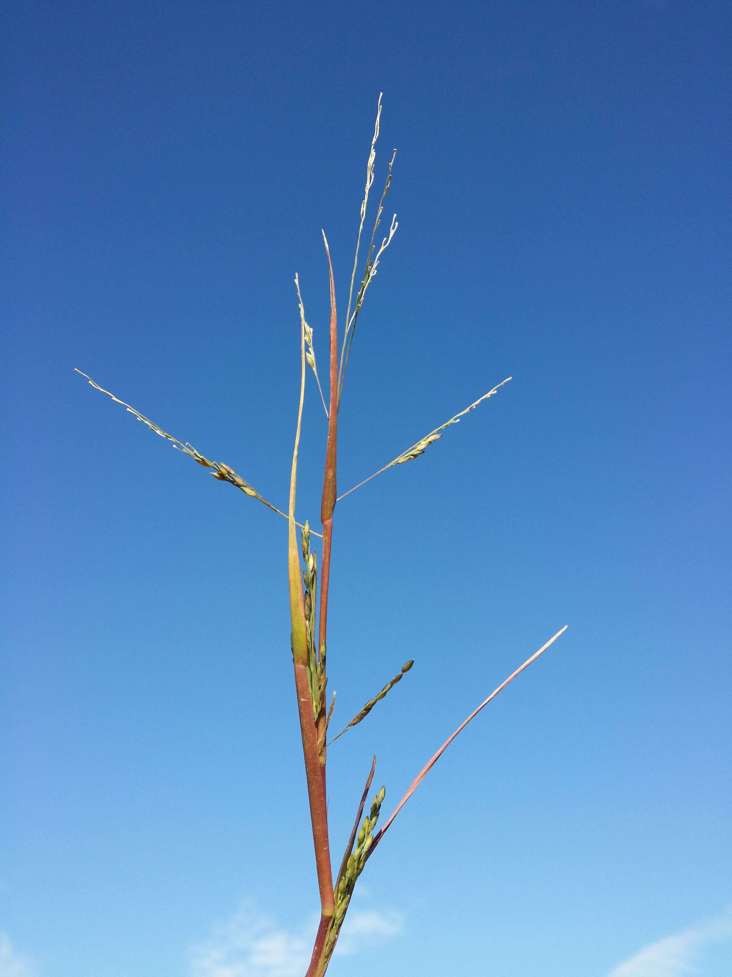 Imagem de Panicum dichotomiflorum Michx.