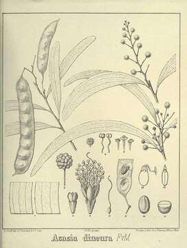 Image of Acacia latescens Benth.