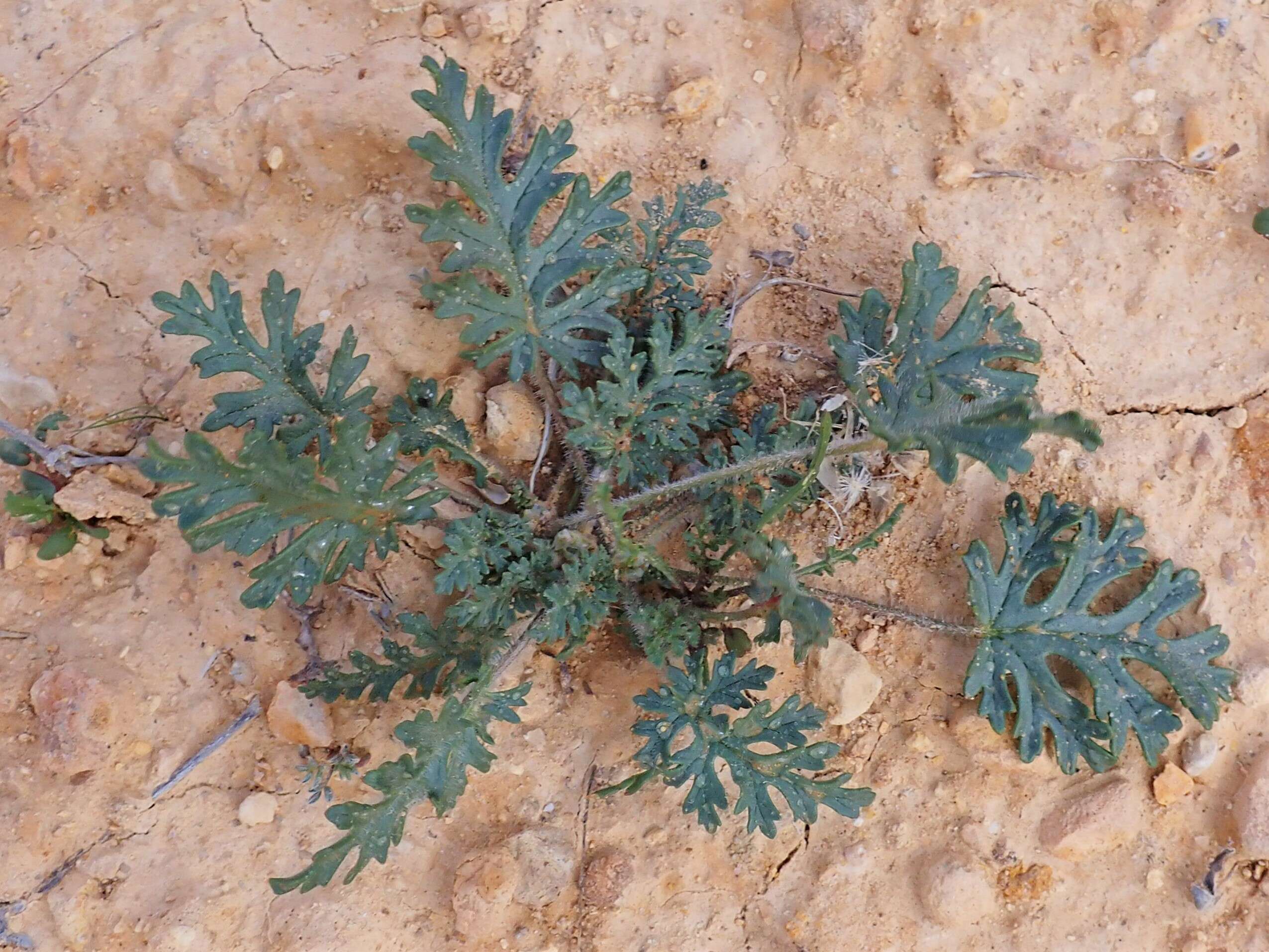 Image de Erodium ciconium (L.) L'Her.